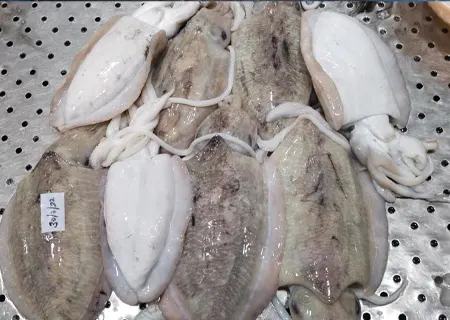 CuttleFish (Sepia Pharaonis) Exporter in India - KSA AND COMPANY