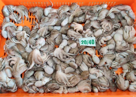 Octopus whole 