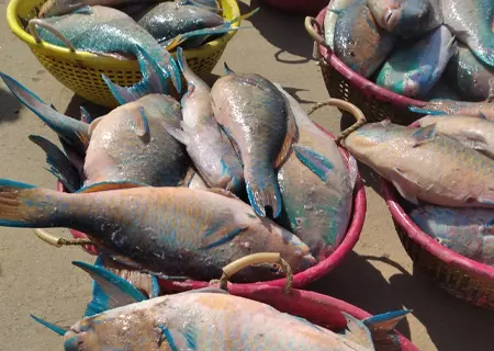 Parrot Fish