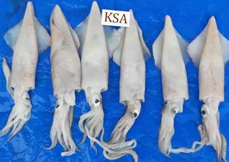 semi needle squid KSA