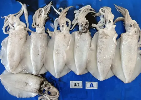 Thondi squid U/2 KSA