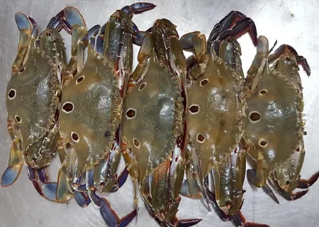 Three spot Crab