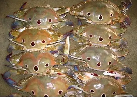 Three spot Crab